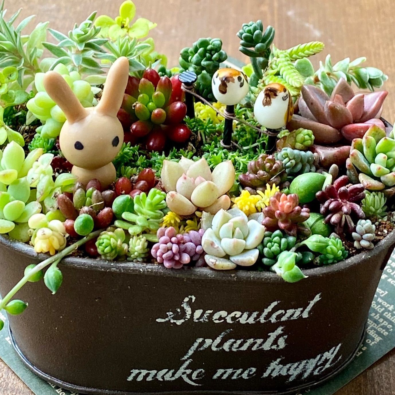 そのまま飾れる 箱庭風 多肉植物の寄せ植え ❀ウサギと雀の