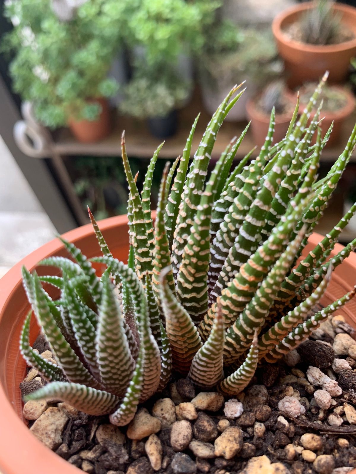 多肉植物 塔状硬葉系 ポエルニッチア ルブリフローラ 抜き苗