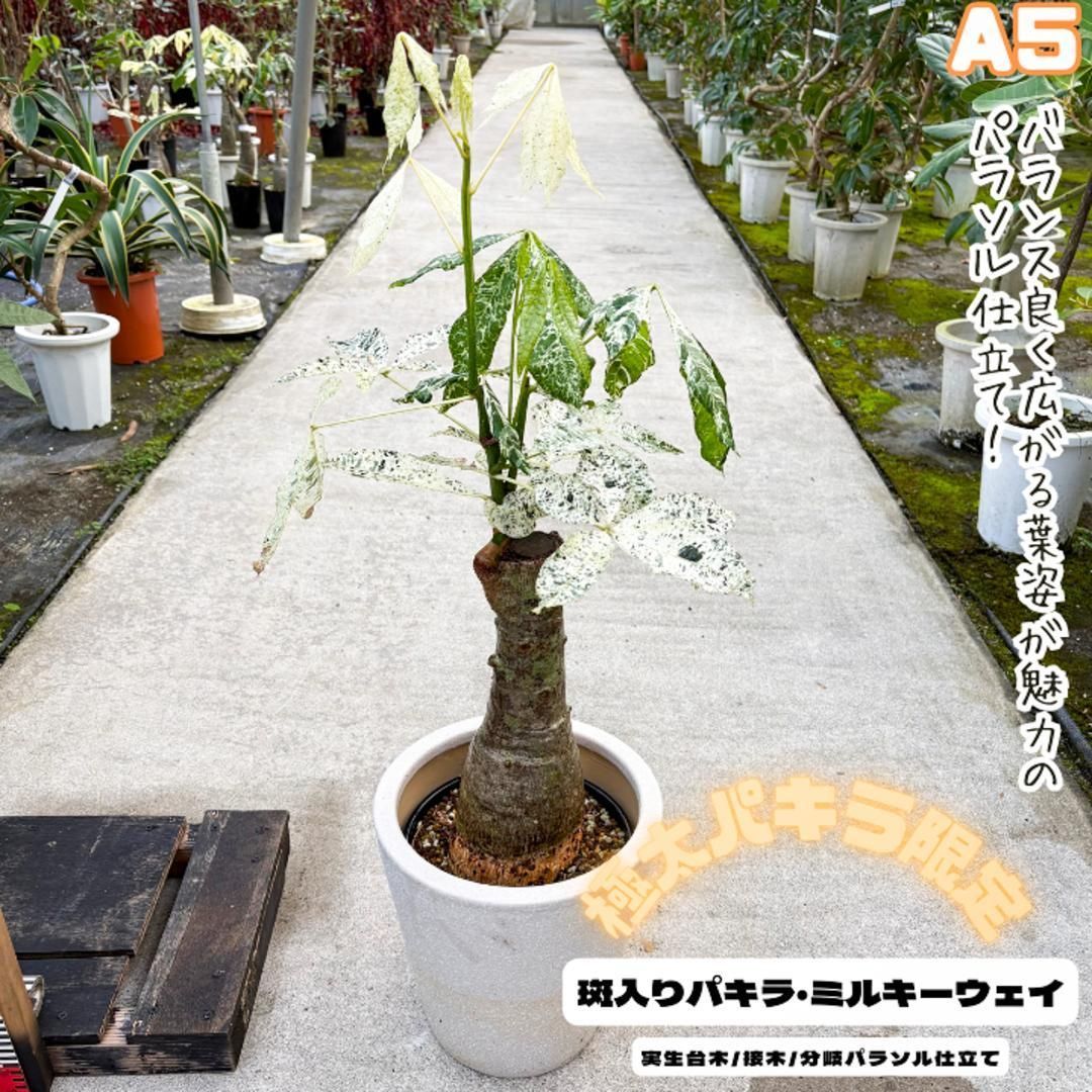 希少・極太一点物：パキラミルキーウェイA5/接木/パラソル仕立て/無機質用土 希少・極太一点物：パキラミルキーウェイA5/接木/パラソル仕立て
