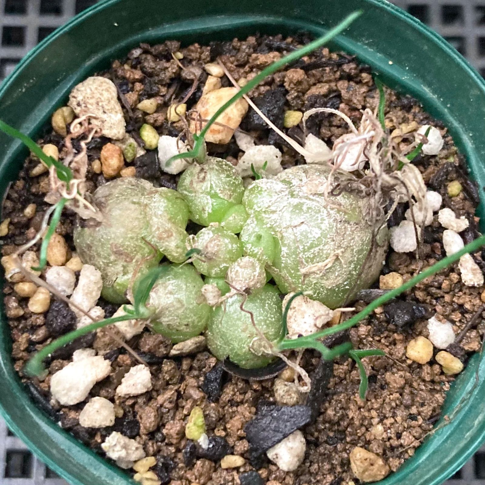 球根植物 ケープバルブ オーニソガラム トルツオスム ちぢれ玉