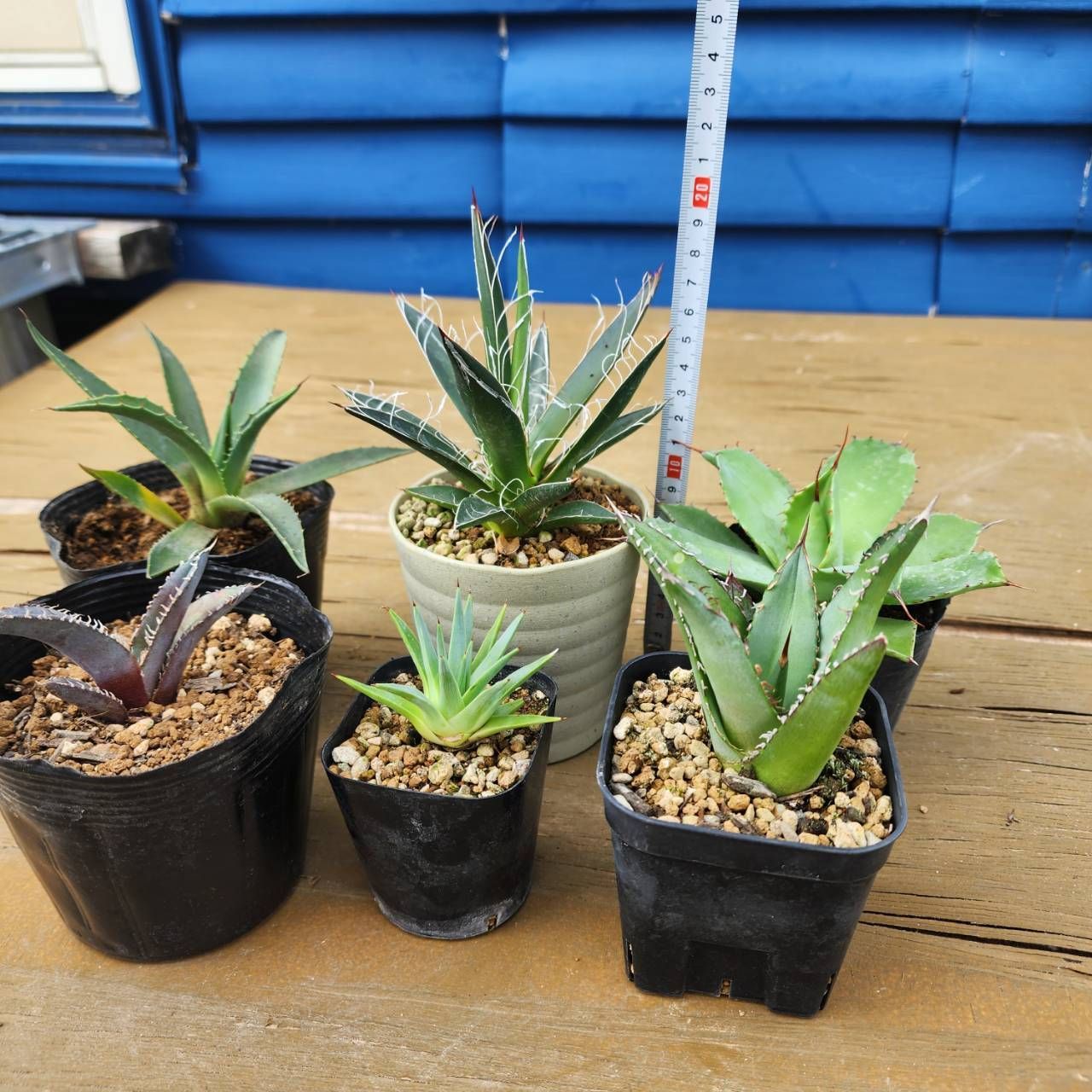 6種盛セット】【鉢ごと発送】 アガベ6種セット 2025.6.13-6種セット