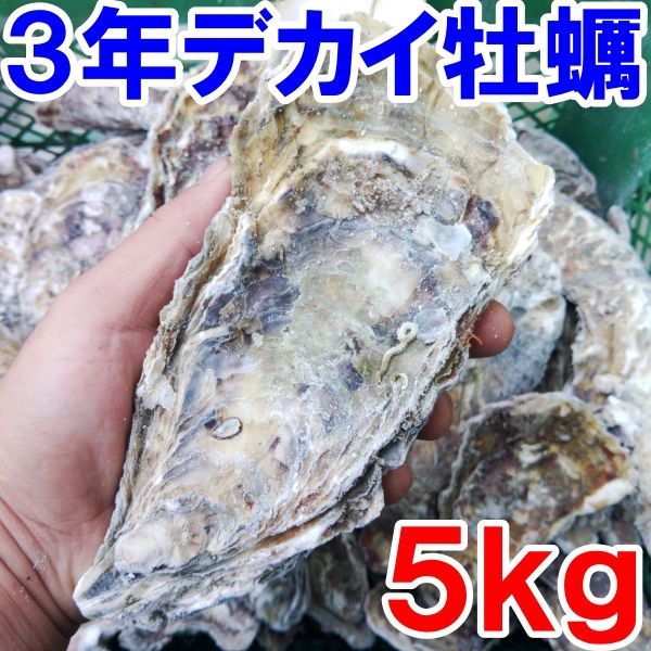 送料無料★デカい牡蠣 殻付き 牡蠣 「３年牡蠣 ５ｋｇ」 冷凍便 加熱用 牡蠣 殻付き 牡蛎牡蠣 殻付 宮城県 生食用牡蠣 牡蠣生食用 カキ 牡蛎 BBQ お花見 父の日 母の日 贈答品 kaki 松島牡蠣屋 かき