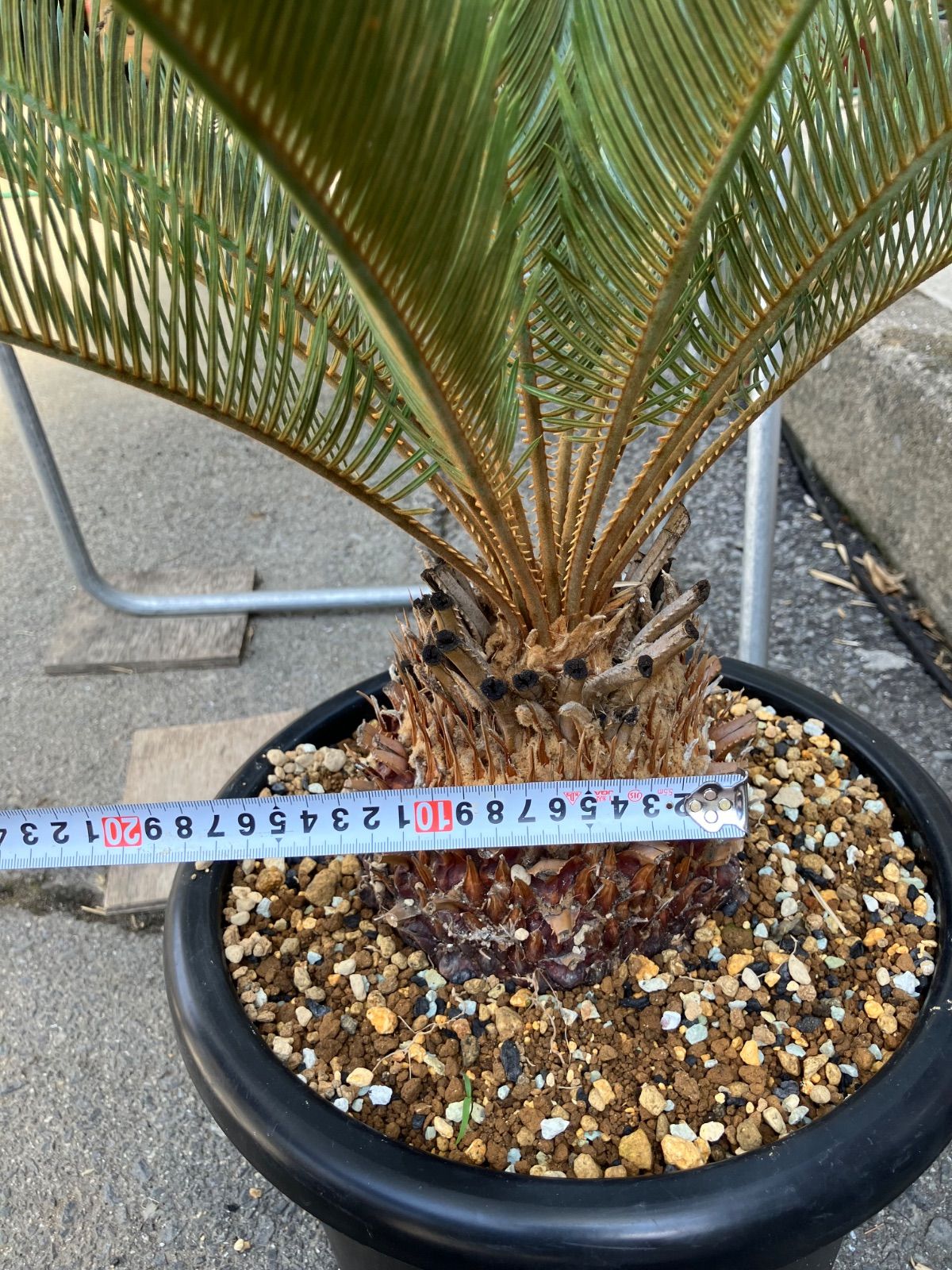 サイカス カイルンシアナ ベストセレクション 1サイカス