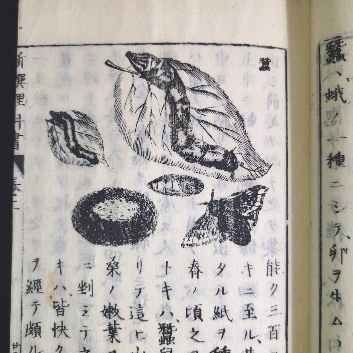 絵入 教科書◇新撰理科書◇生物学 理学 動物 骨格図 虫ほか 明治