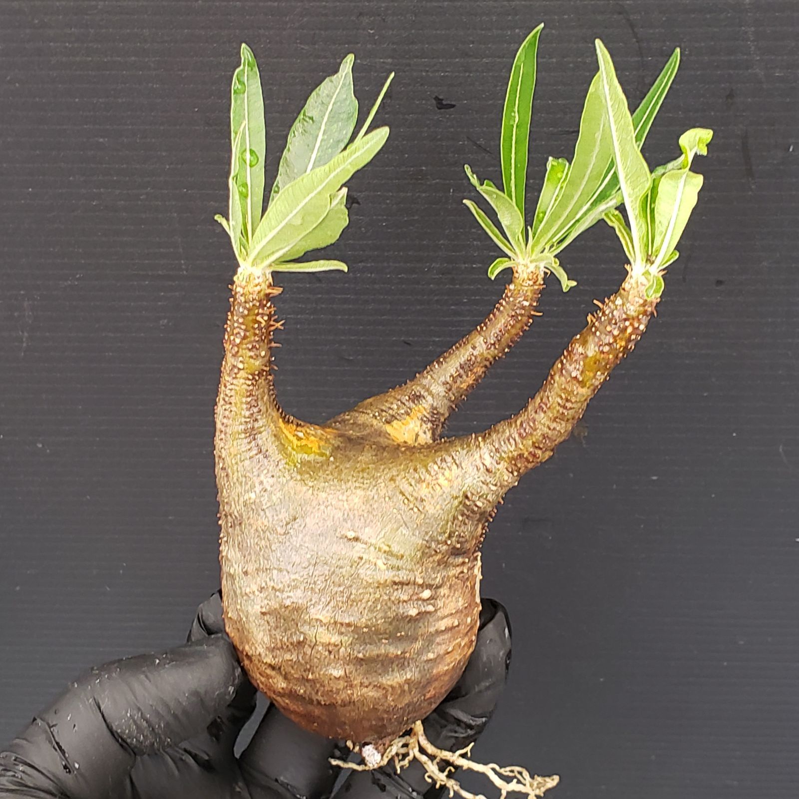 P270【自社養生・発根株】Pachypodium グラキリス（S）（現地球