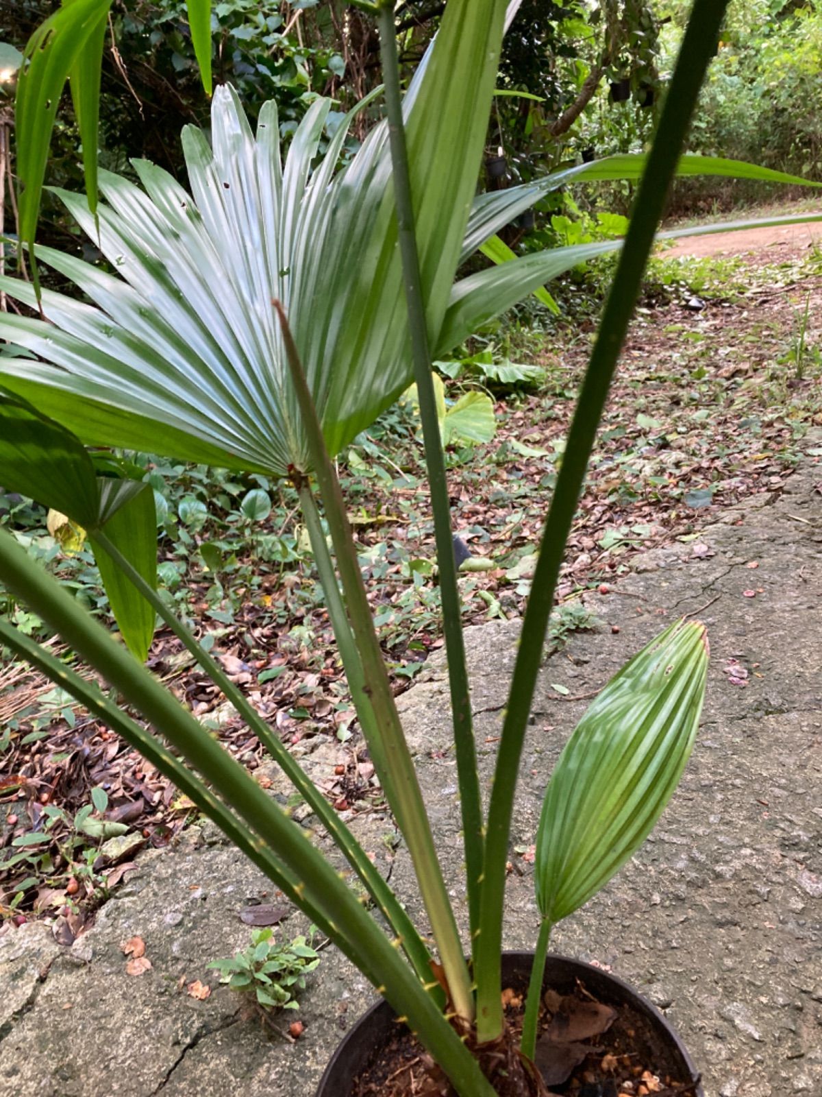 ソテツ 蘇鉄 2【現品】ドライガーデン 観葉植物 屋外 6号 ソテツ 蘇鉄