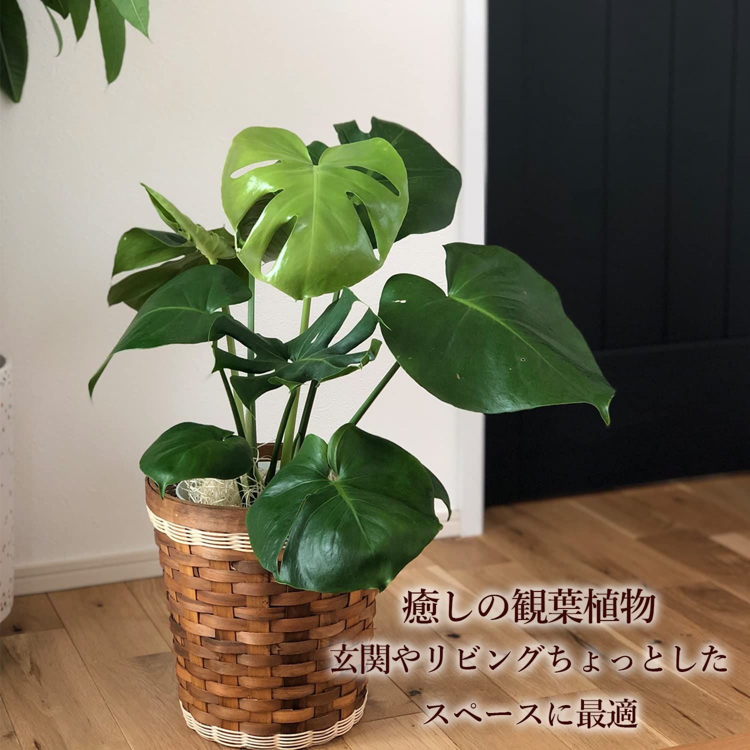 もんすてら