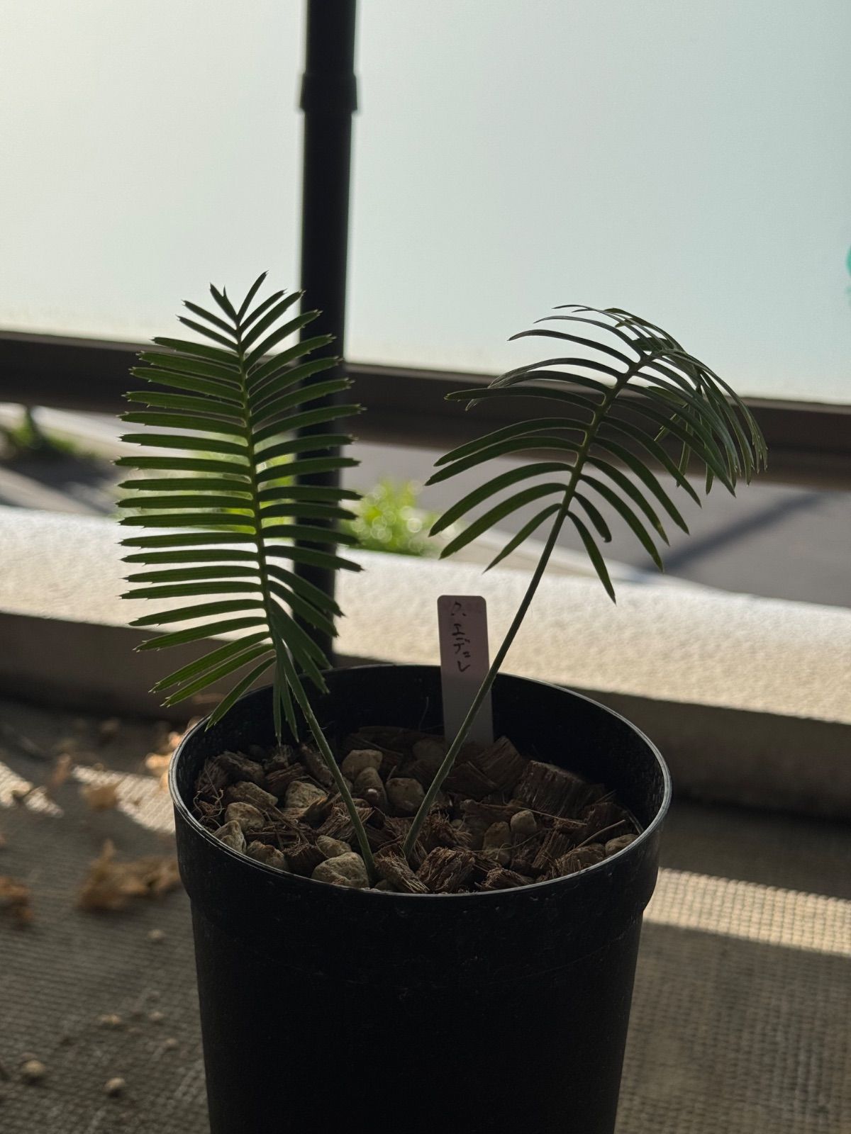 ディオーン エデュレ 実生 4号ロングポット ソテツ 蘇轍