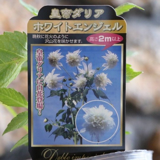 ◇皇帝ダリア 咲きました。 ＠＠＠：ヤマガタンver9｜山形の人脈