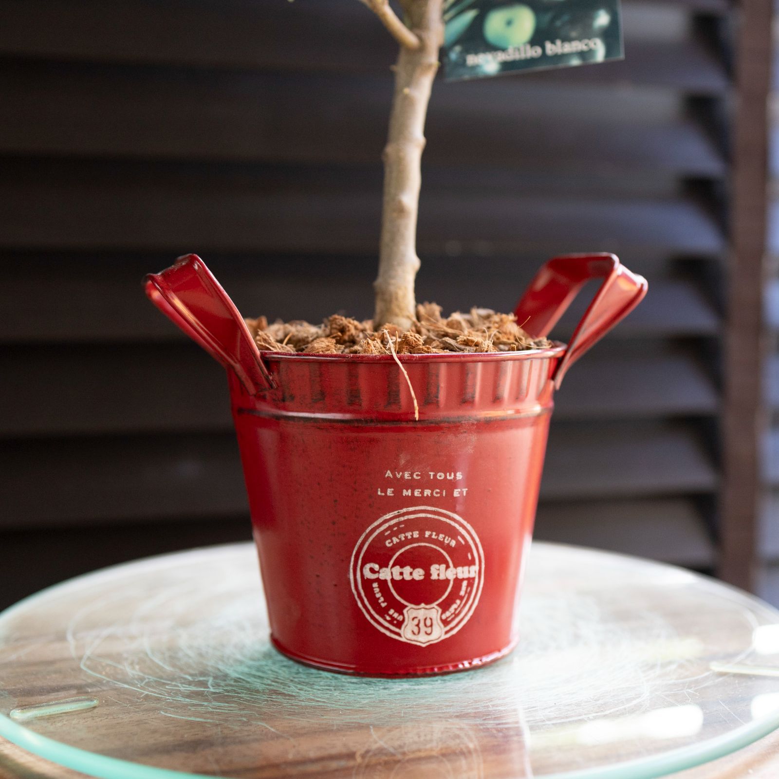 クリスマス オリーブ 2鉢セット 創樹 Olive オリーブの木 盆栽 SOUJU