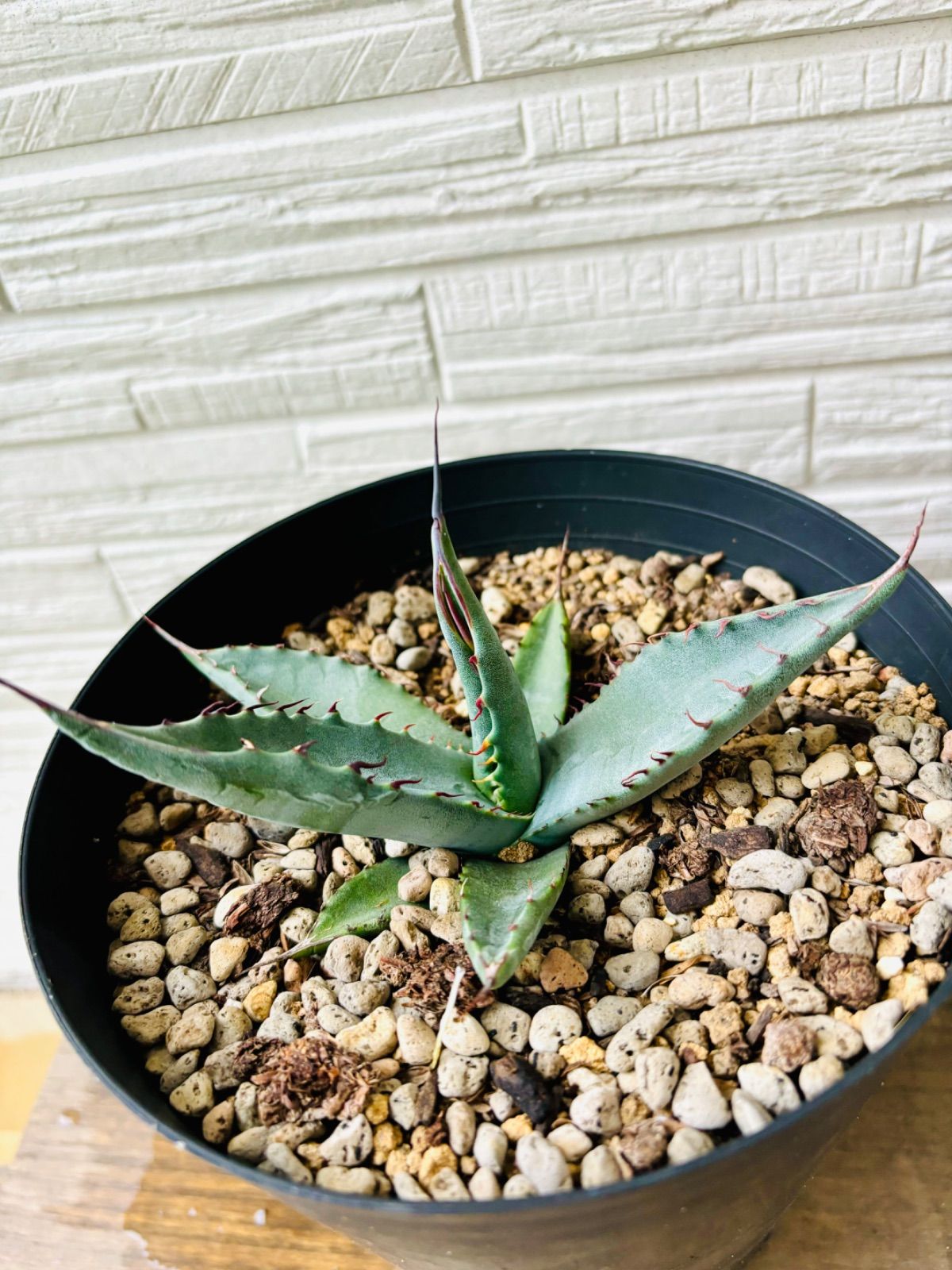 T.O　 アガベ　大株　デブシャークスキン T.O アガベ 大株 デブシャークスキン Today's good photo! . Agave