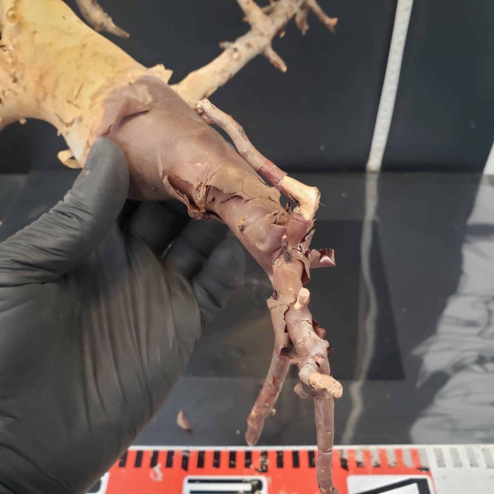 Commiphora カタフピュア