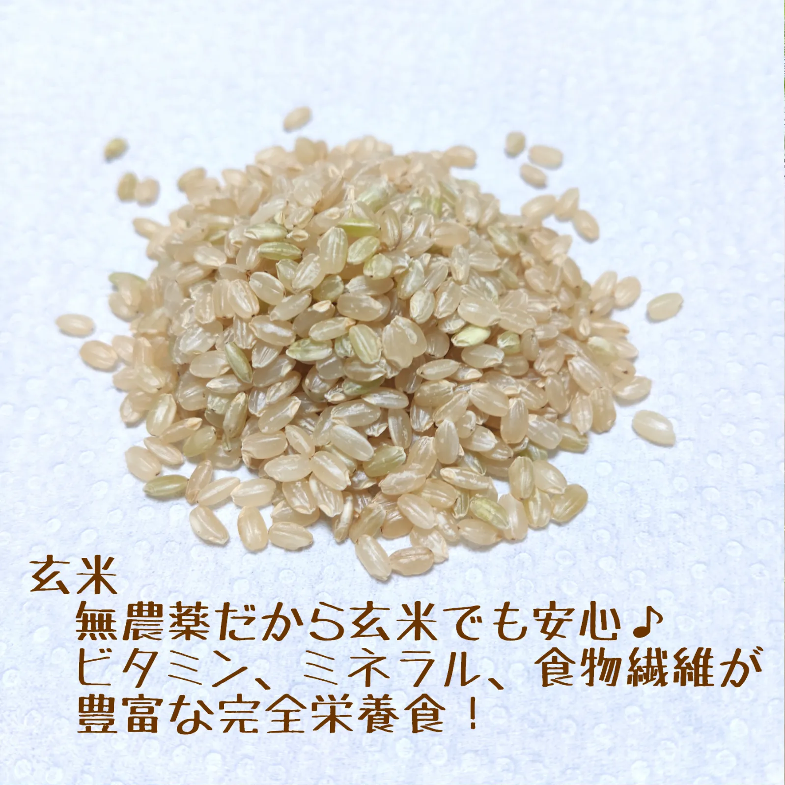 【令和6年産完売】アイガモと一緒に農薬不使用で育ったお米★農林48号 10kg×3 玄米