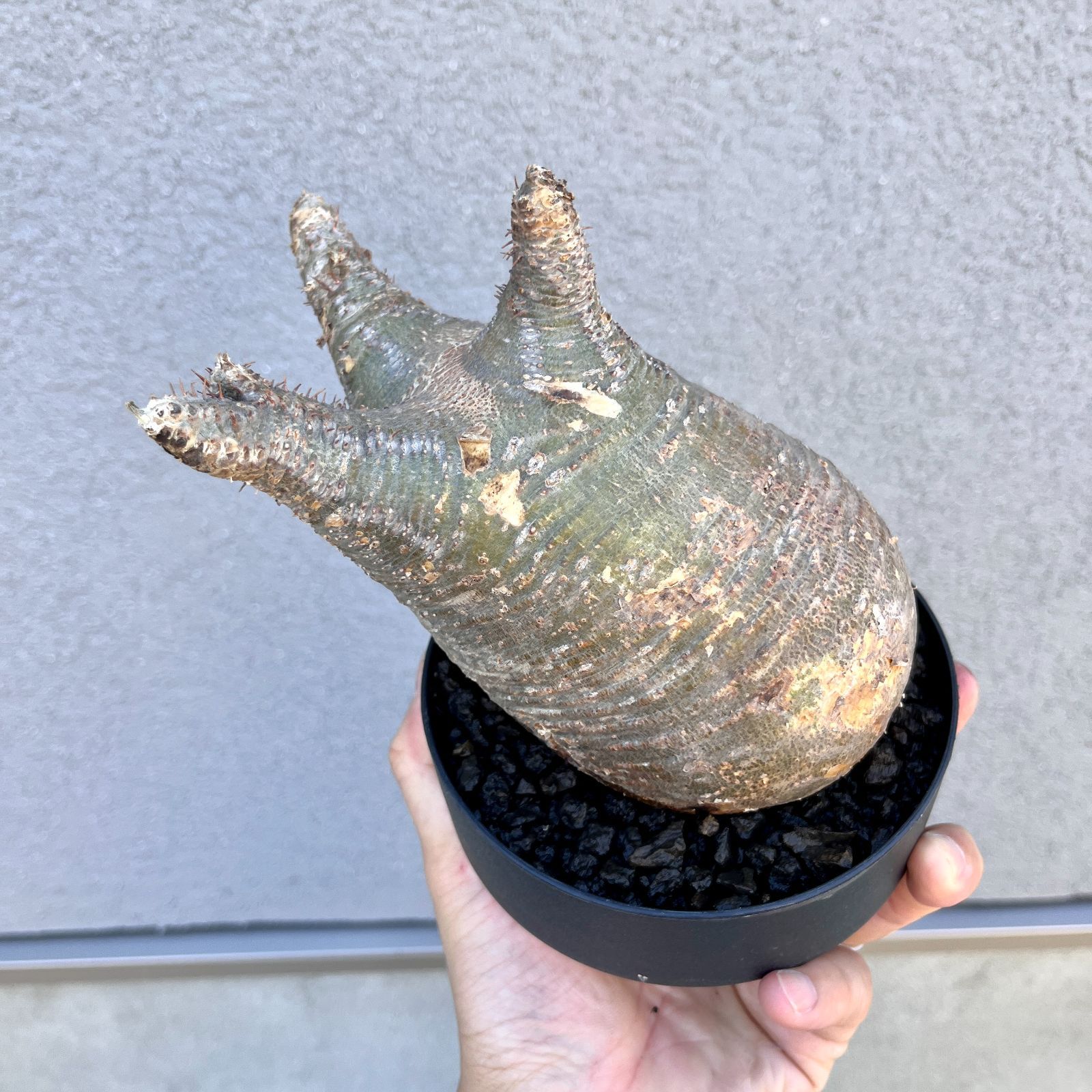 パキポディウムグラキリス　現地球 パキポディウム・グラキリス｜Pachypodium gracilius 現地球 発根株 68