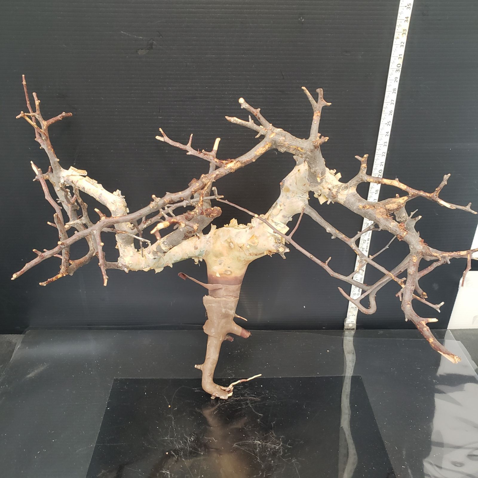 Z435 最新到着 Commiphora カタフピュア 現地球 抜き苗 灌木系 塊根植物 コミュフォラ カタフピュア