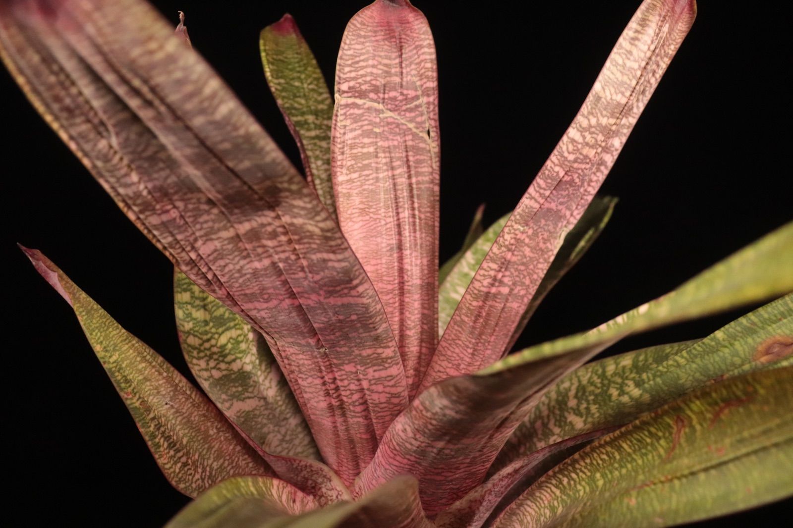 送料無料】Vriesea 'Swagger'〔フリーセア〕現品発送V133 /@plane