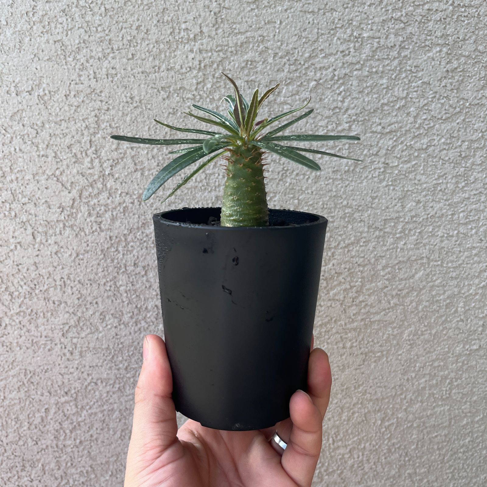 パキポディウム・グラキリス 実生株3年｜Pachypodium rosulatum