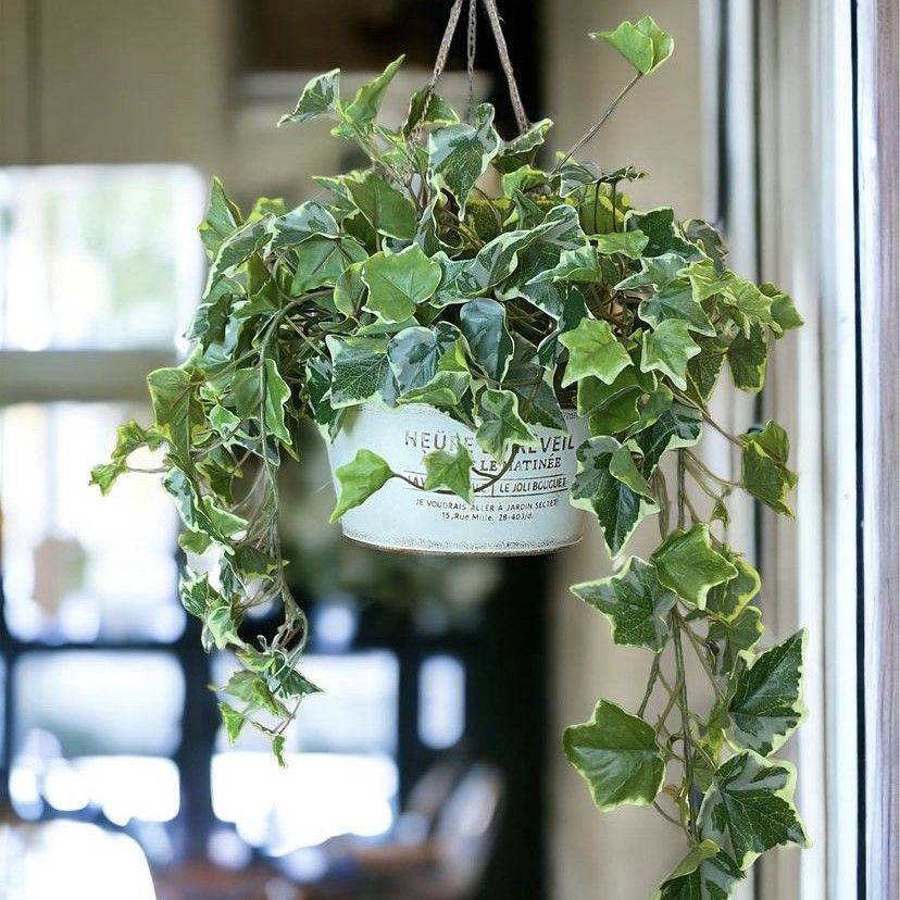 感謝価格！ミモザとバラの春まちハーフリース ミランドールミモザ