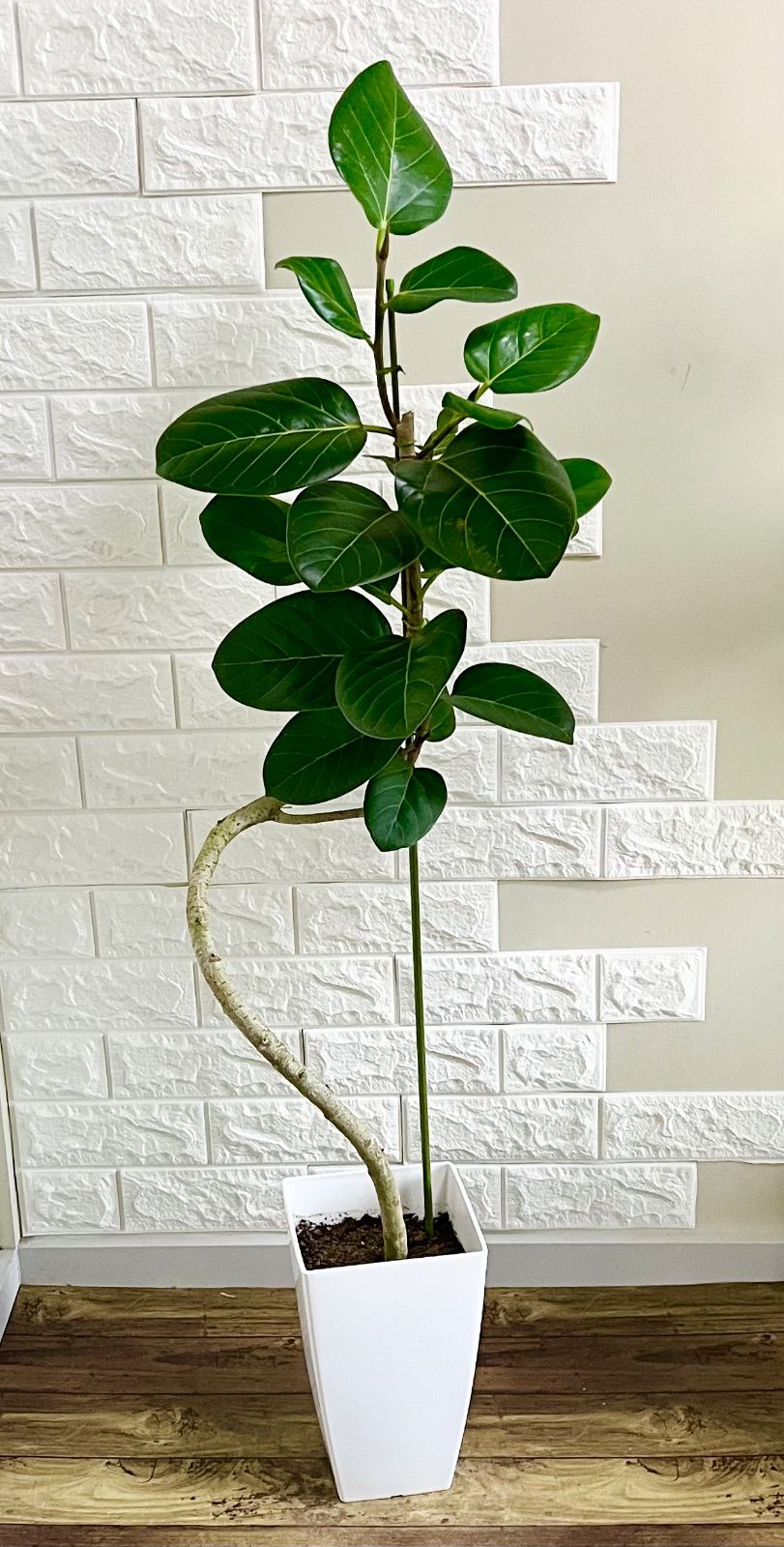 み様専用】鬼滅の刃 宇髄天元 隊士百景 コースター 50枚セット！