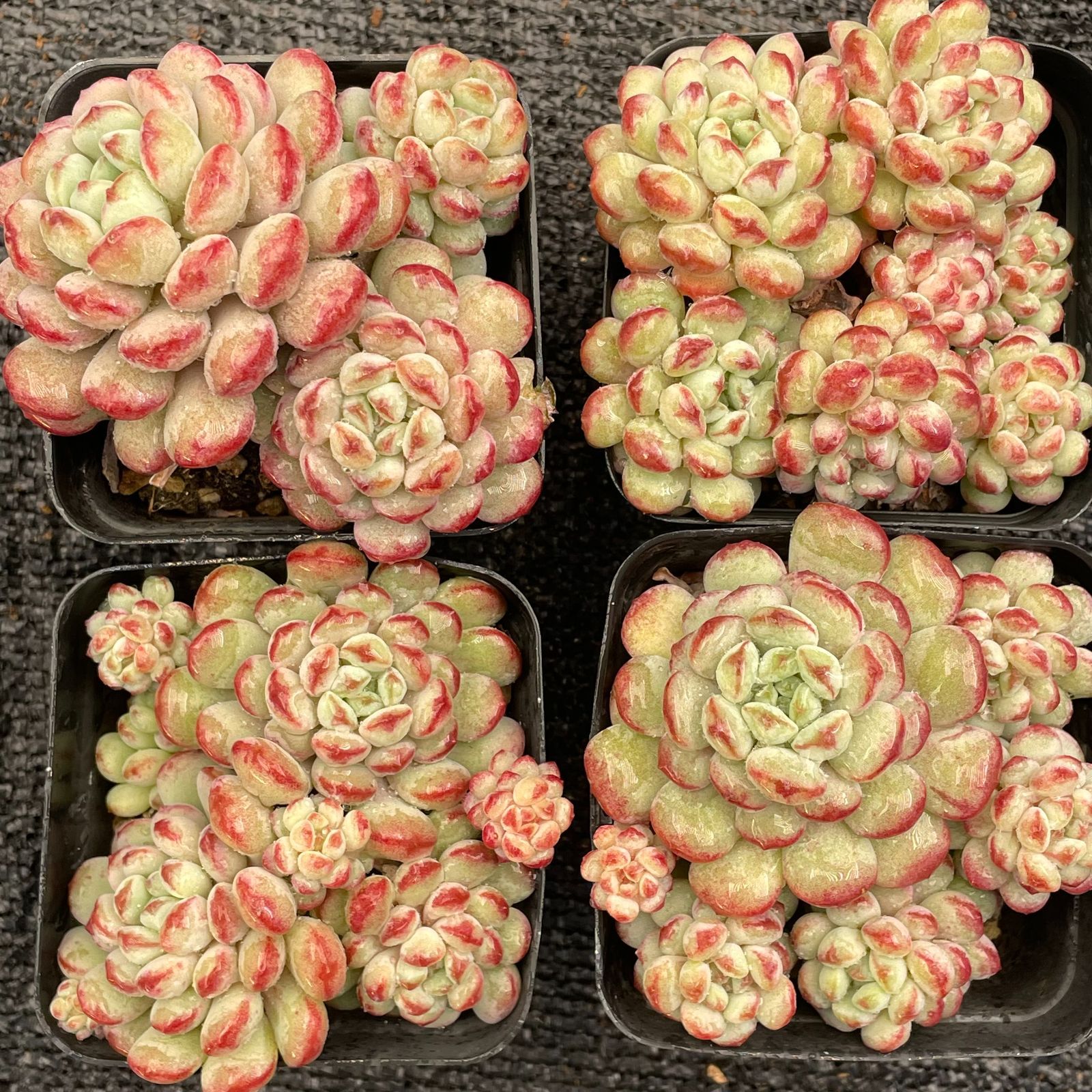 多肉植物　韓国苗　アクエリアス　大きめ　抜き苗 多肉植物 韓国苗 アクエリアス 大きめ 抜き苗