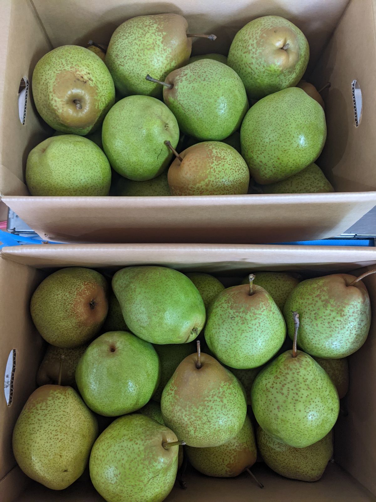 北海道産 固い 千両梨 約10ｋｇ✕２箱 計２０ｋｇ