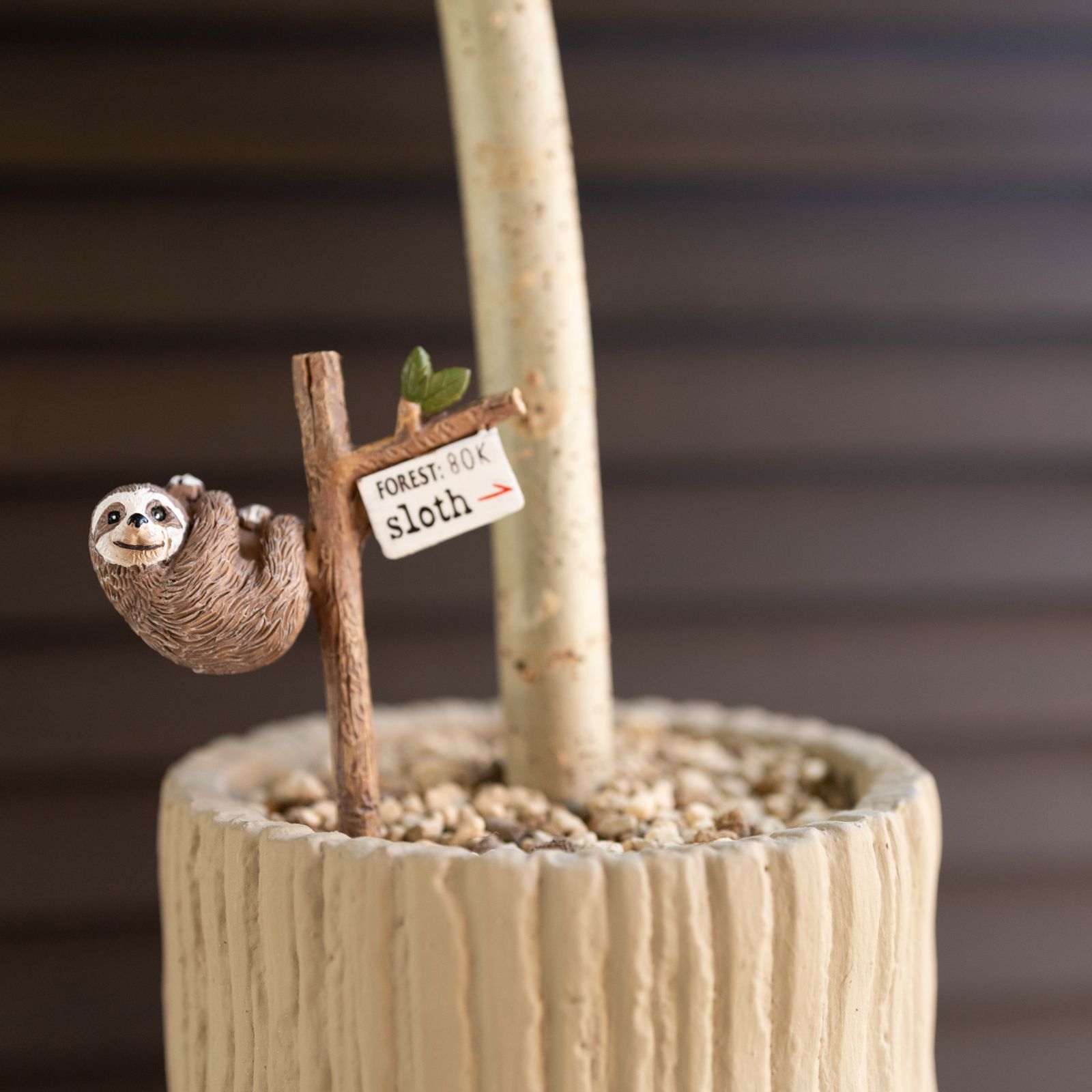 フィカス ウンベラータ