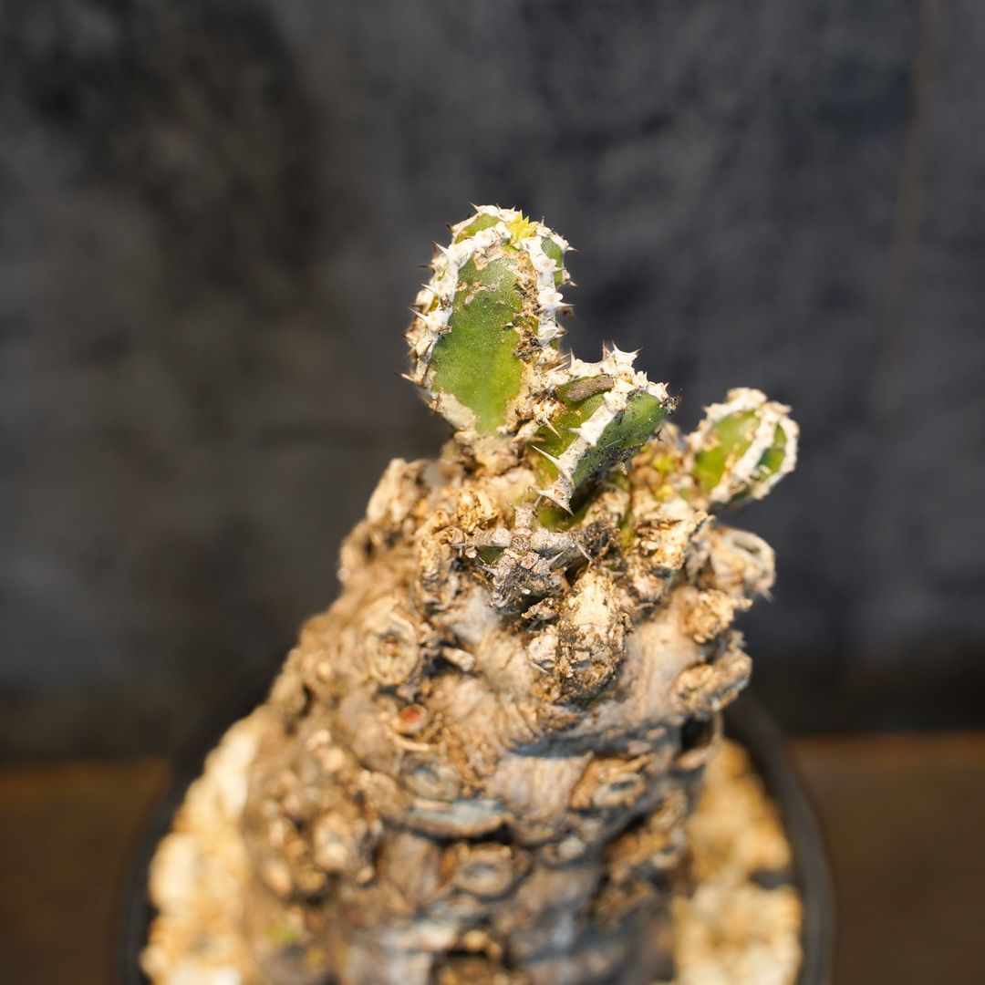 ね*]様 ユーフォルビア ムランジーナ 現地球 大株 葉有り 輸入即出品 11E ね*]様 ユーフォルビア ムランジーナ 現地球 大株 葉有り 輸入即