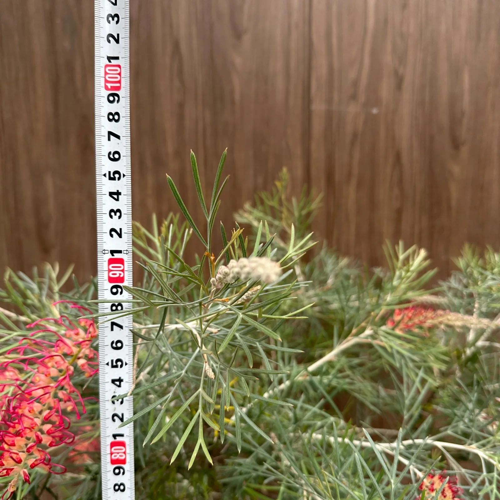 現品 ④ グレビ スピリットオブアンザック 10号 美株 オージープランツ USTAUSTRALIA_COM_AU