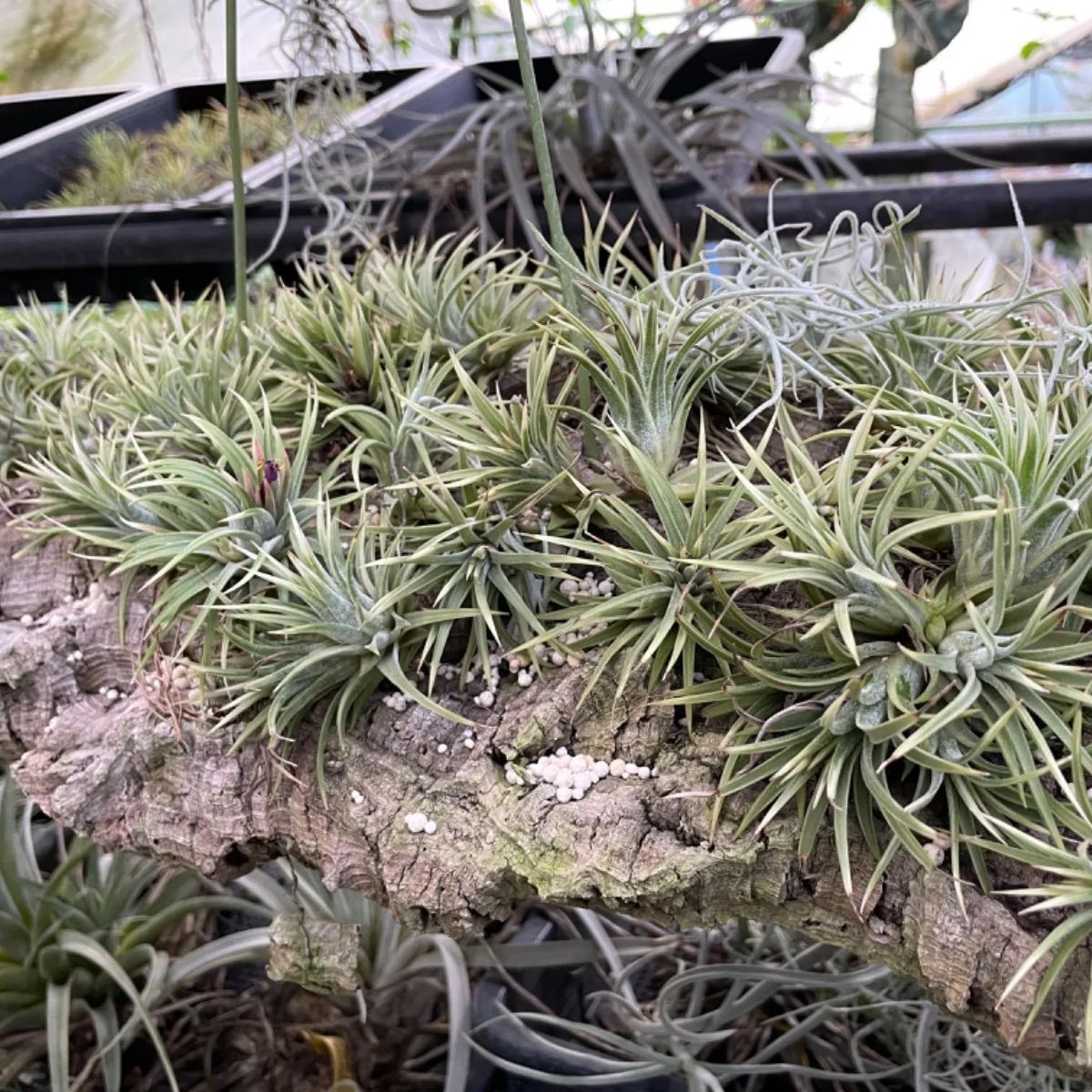 4.5φ×3.5]チランジア イオナンタ アルボマルギナータTillandsia