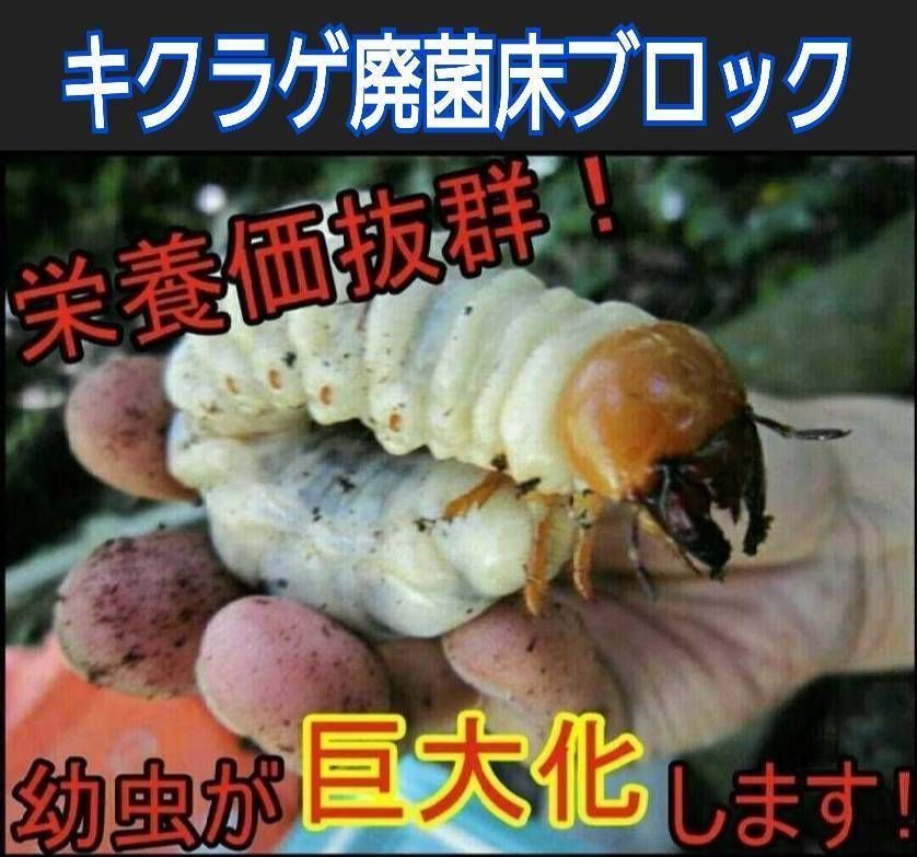キクラゲ廃菌床【4ブロック】クワガタの産卵に！発酵マットに埋め込