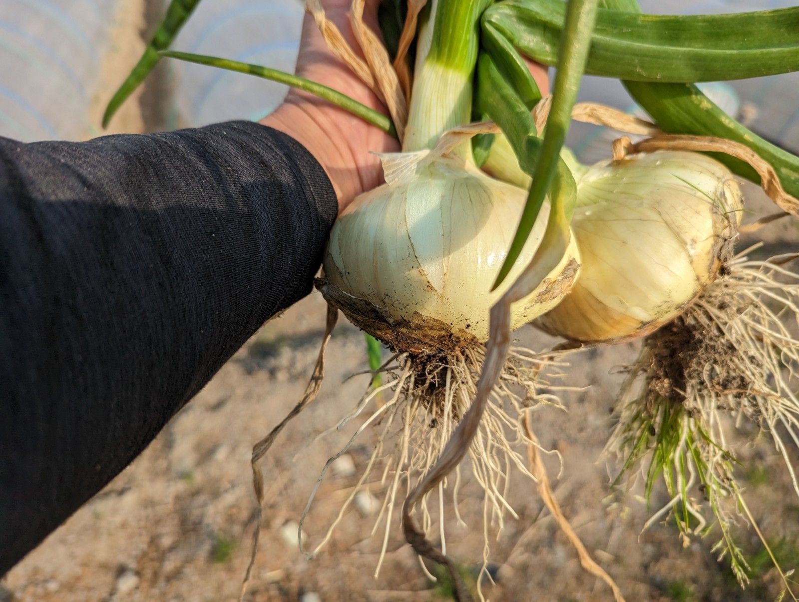 甘くて柔らかい新玉ねぎ（4.5kg）【農薬不使用】静岡県産