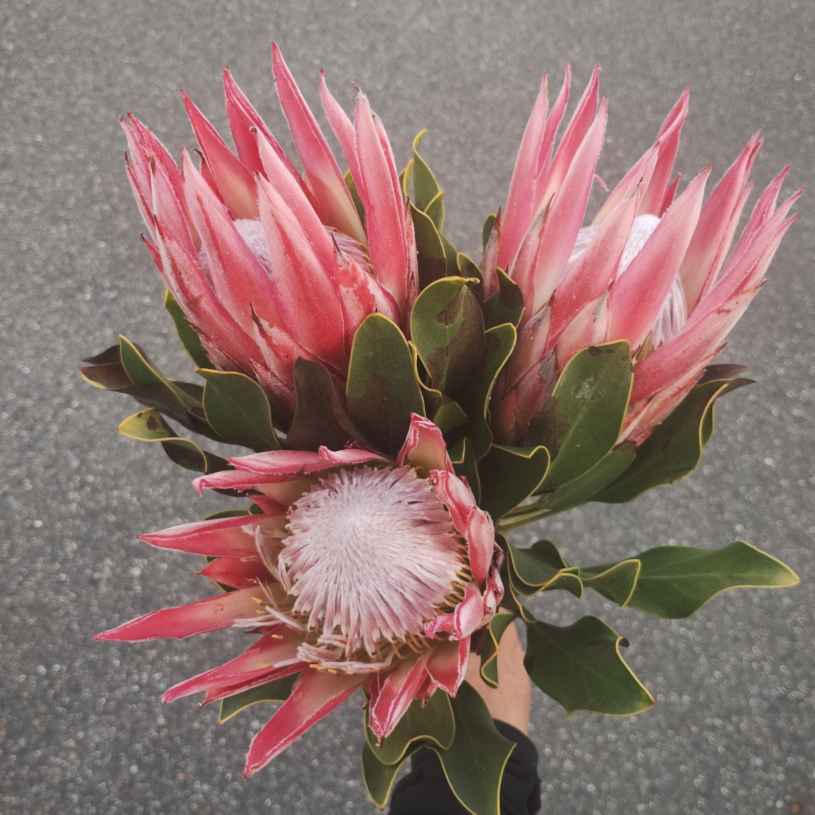 ⭐️キングプロテア⭐️クレア⭐️3本⭐️宅配送料込み⭐️ドライ