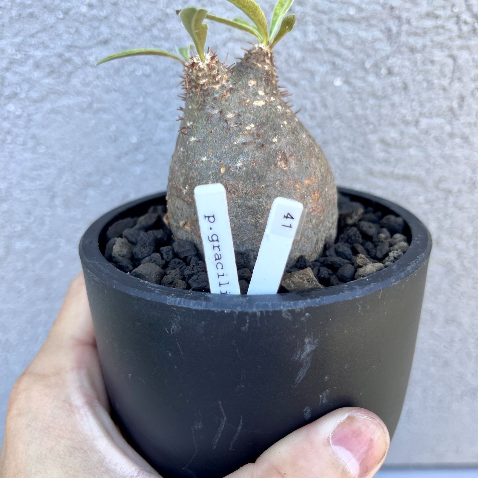 パキポディウム グラキリス Packypodium gracilius 現地株 パキポディウム グラキリス Pachypodium gracilius 発根済 (商品