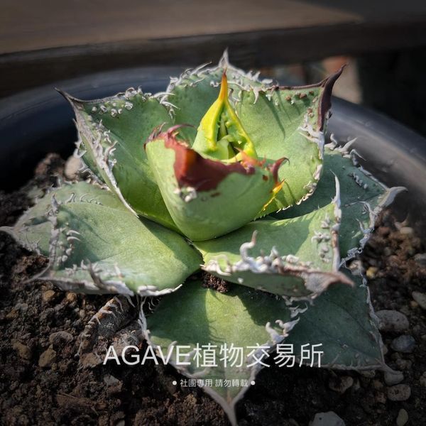 アガベ　チタノタ　麻花龍　麻花　toku アガベ チタノタ 麻花龍 親株サイズ ブツブツ | PLANTS OF LIFE
