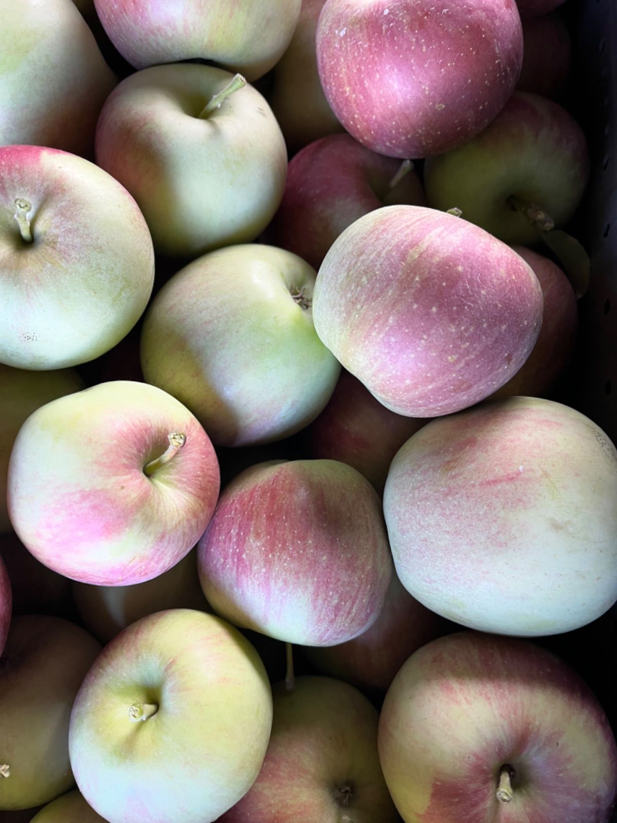アイテム勢ぞろい 青森県産りんご 摘果8kg以上