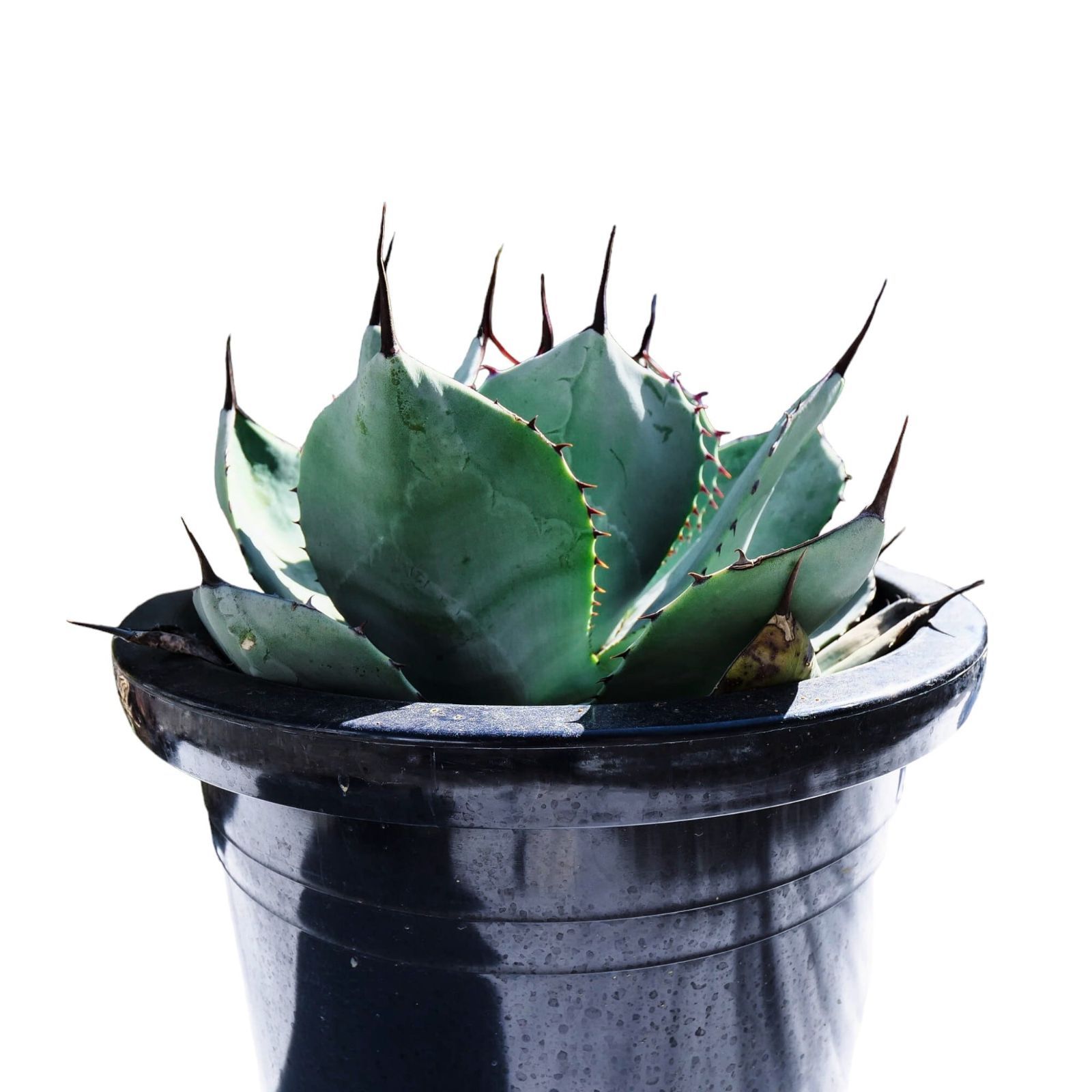 アガベ パリー大型10号鉢植株 アガベ パリートランカータ 10号鉢サイズ