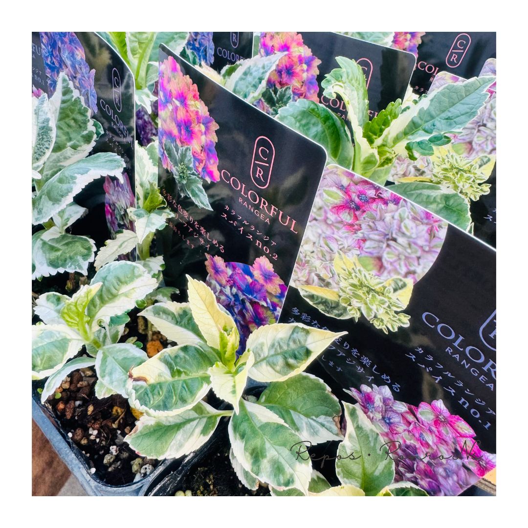 来年育成用アジサイ大栄花園4種➕レンブラント♡メルカリ便 来年育成用アジサイ大栄花園4種➕レンブラント♡メルカリ便