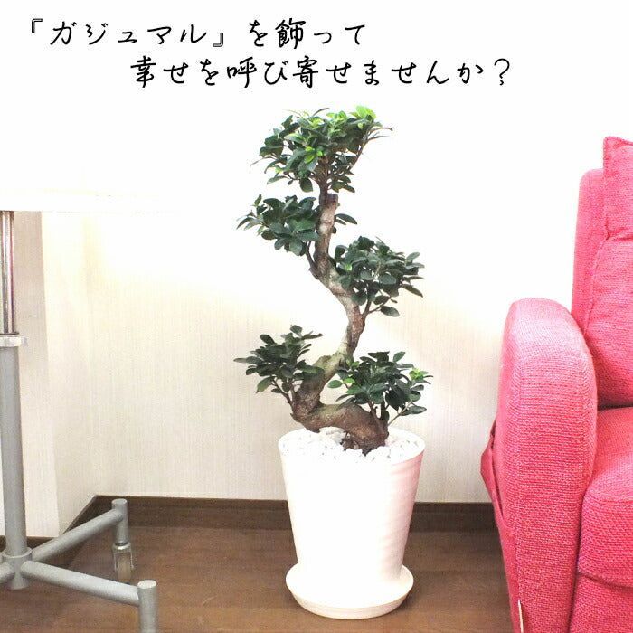 フィカス☆ 人気植物 ガジュマル 昇り龍 縁起物 S115319981 - フィカス