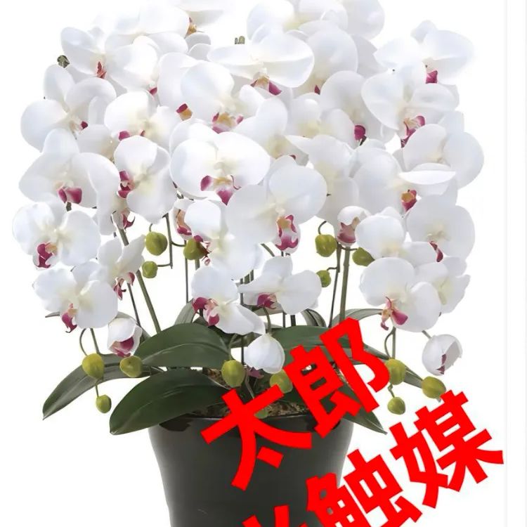 光触媒　人工観葉植物　ウォールグリーン　クィーン胡蝶蘭5本w/ab高さ74センチ 光触媒 人工観葉植物 ウォールグリーン クィーン胡蝶蘭5本w/ab高さ74