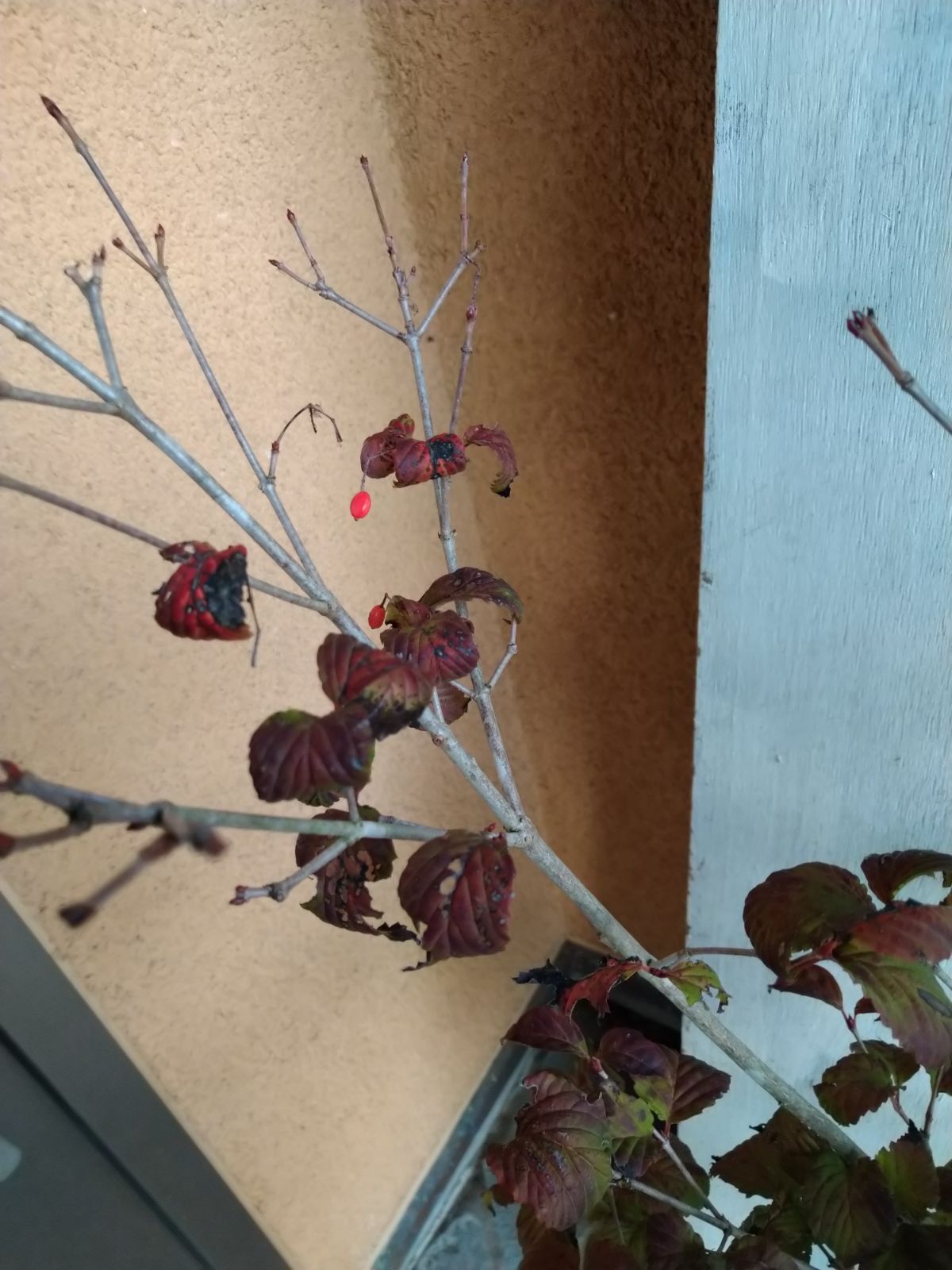 オトコヨウゾメ株立ち① ショップ オトコヨウゾメ株立ち①