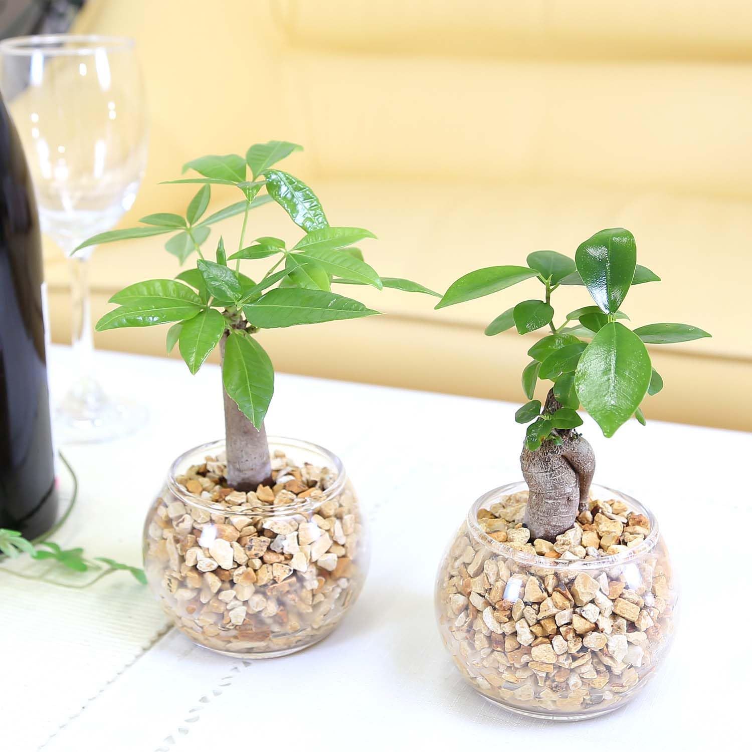 ゼオライト植え ブルーミングスケープ