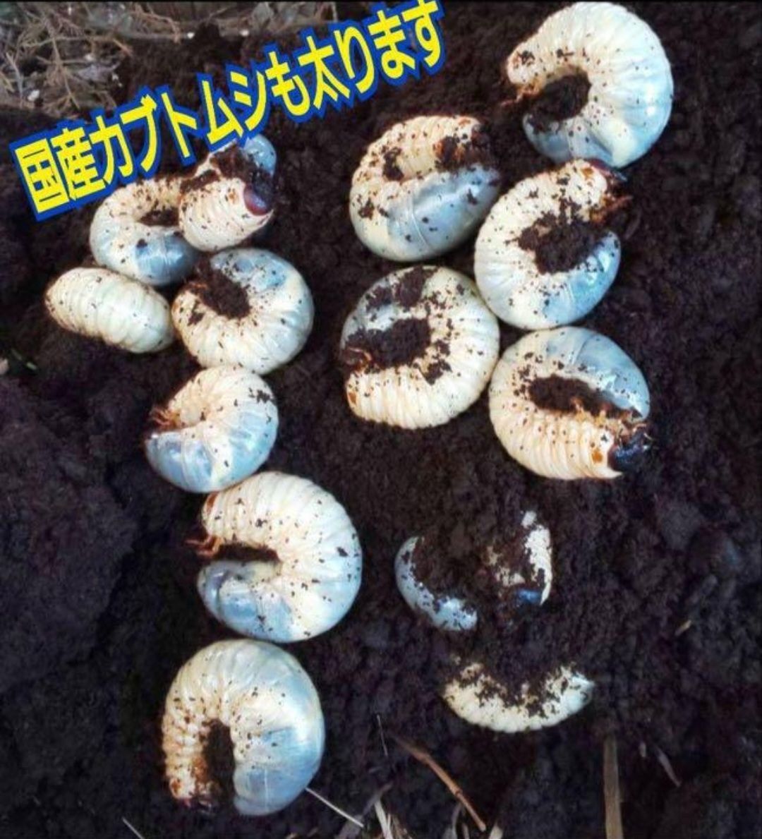 カブトムシ幼虫の栄養強化に！キクラゲ菌床ブロック【4個】マットに埋め込むだけ！ - メルカリ