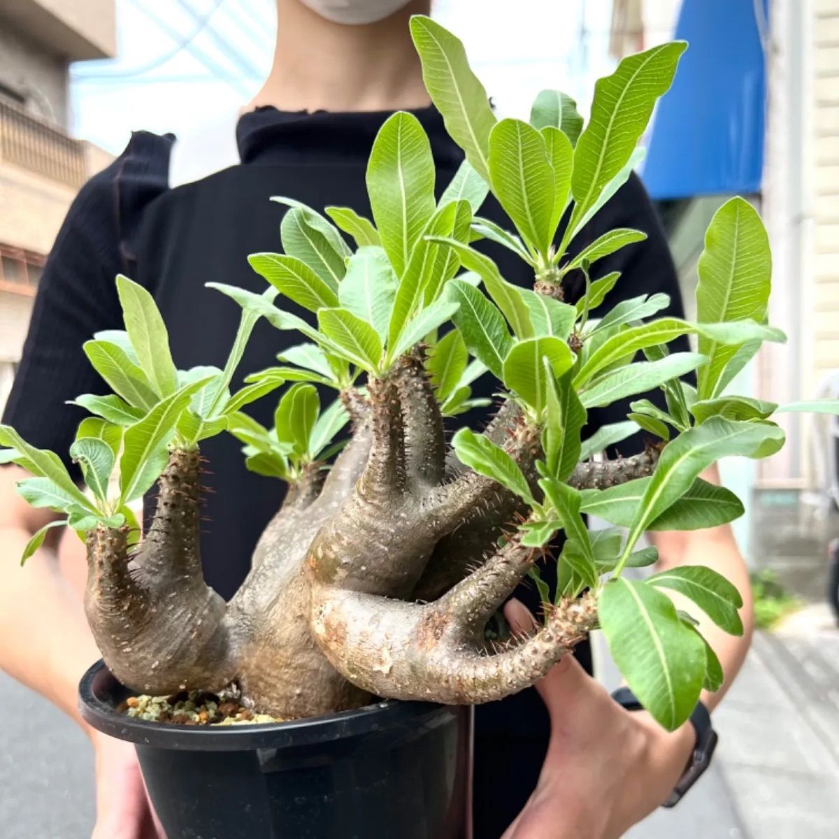 マカイエンセ 多頭 現地球 （パキポディウム マカイエンセ