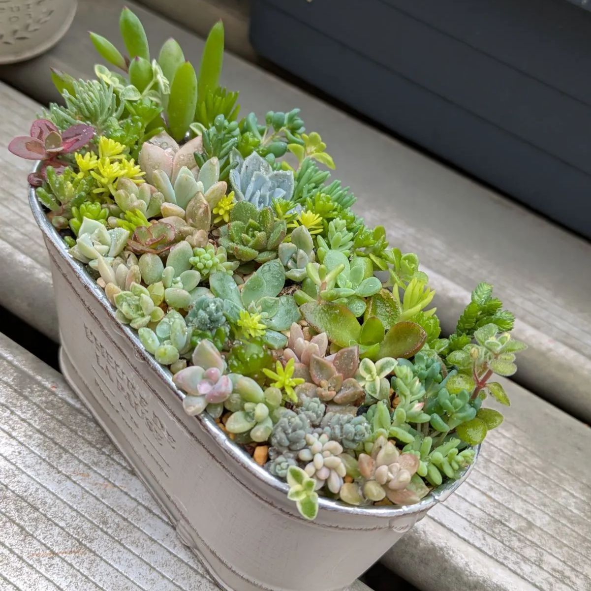 多肉植物 カット苗 春の寄せ植えセット ⑧ 母の日 - メルカリ