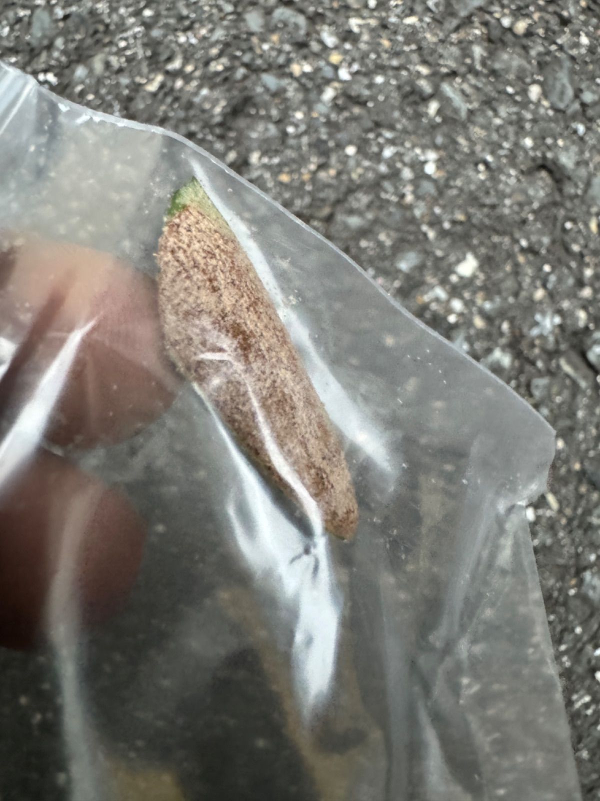 P. williinckii 'RU20' 胞子 ビカクシダ pd8sビカクシダ 大八