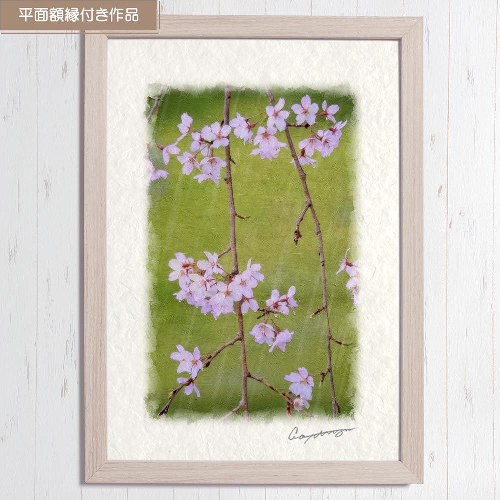 和紙の絵写真 「雨の中のしだれ桜の花」 平面額縁付き 44x32cm 絵画