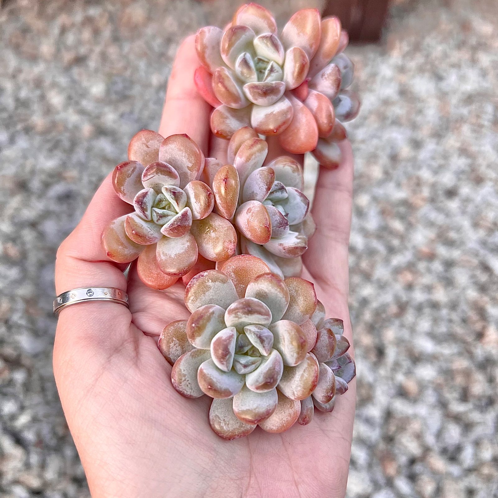 ✨すごくレア✨多肉植物 スターモンロー2頭 韓国苗 - メルカリ