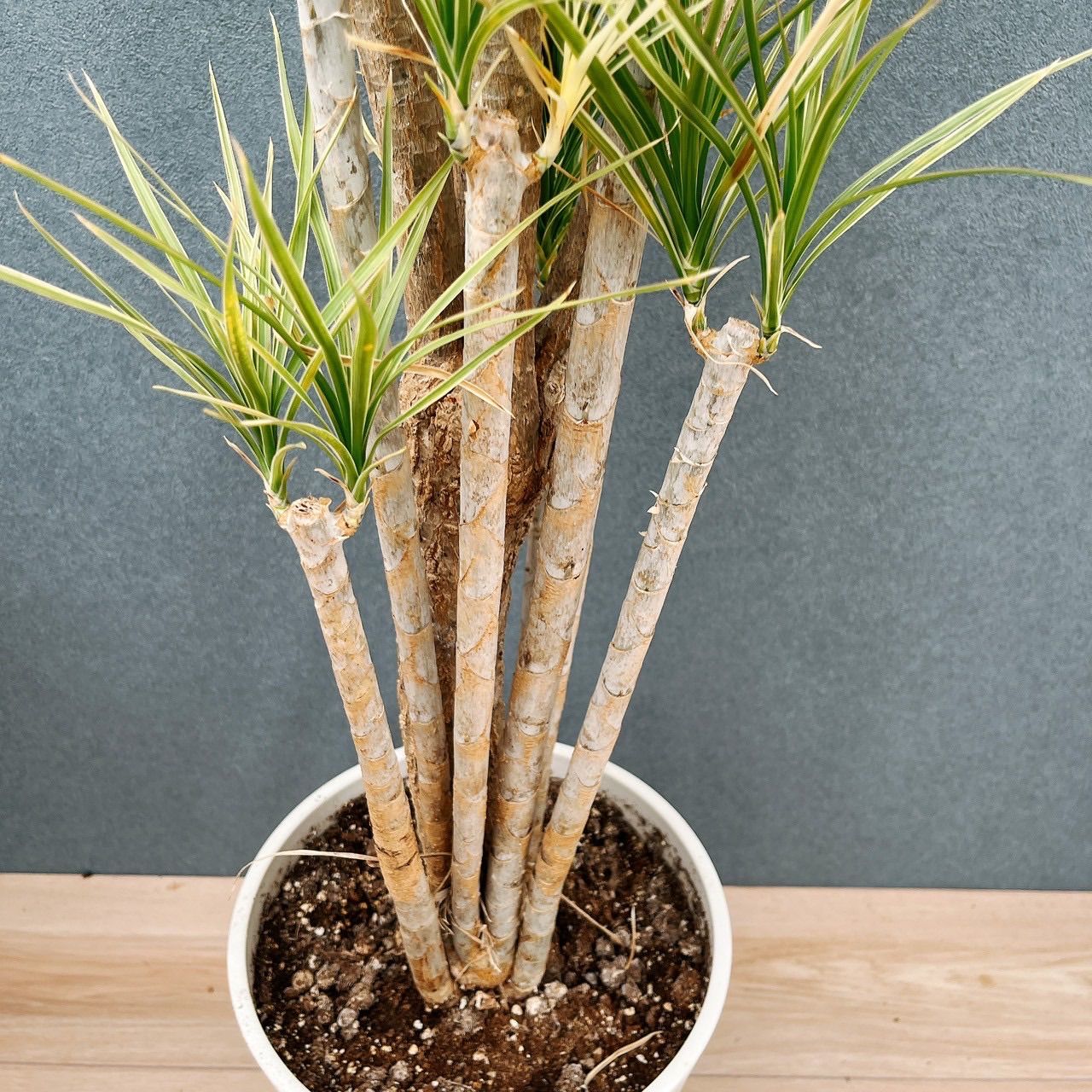 現品］34番 ドラセナ コンシンネ ホワイボリー 観葉植物 室内 8号 プラ