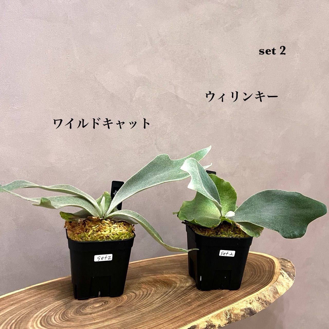 ビカクシダ 2種セット | ビカクシダ ビカクシダ 2種セット | ビカクシダ