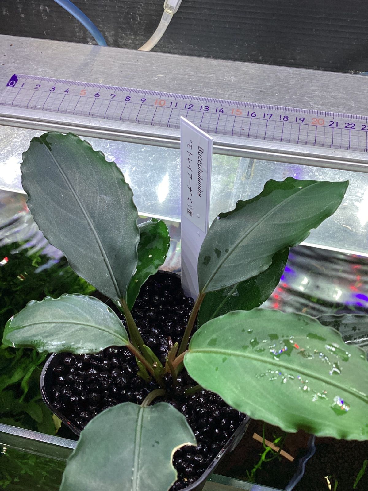 ブセファランドラ